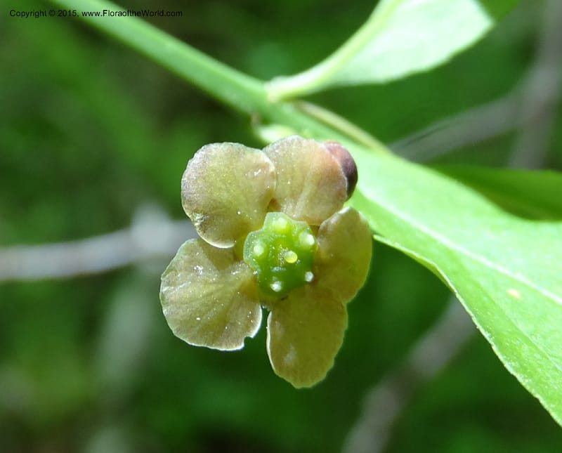 Euonymus obovatus, Davidson, C 12987--North Carolina. Clay Co. Perry Gap Rd, Barnard's Cr. 13 May 2015. DSC04860 (211).JPG