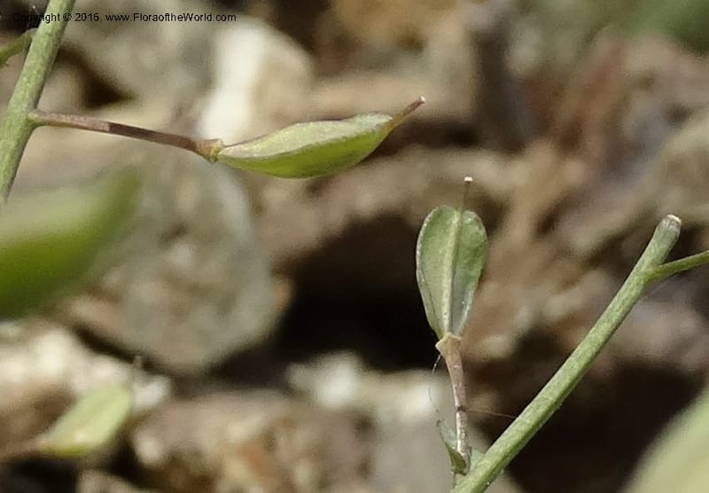 Noccaea fendleri, Davidson, C 12589--ID. Idaho Co. Seven Devils Camp Ground. 15 Jul 2014. DSC00113 (57).JPG