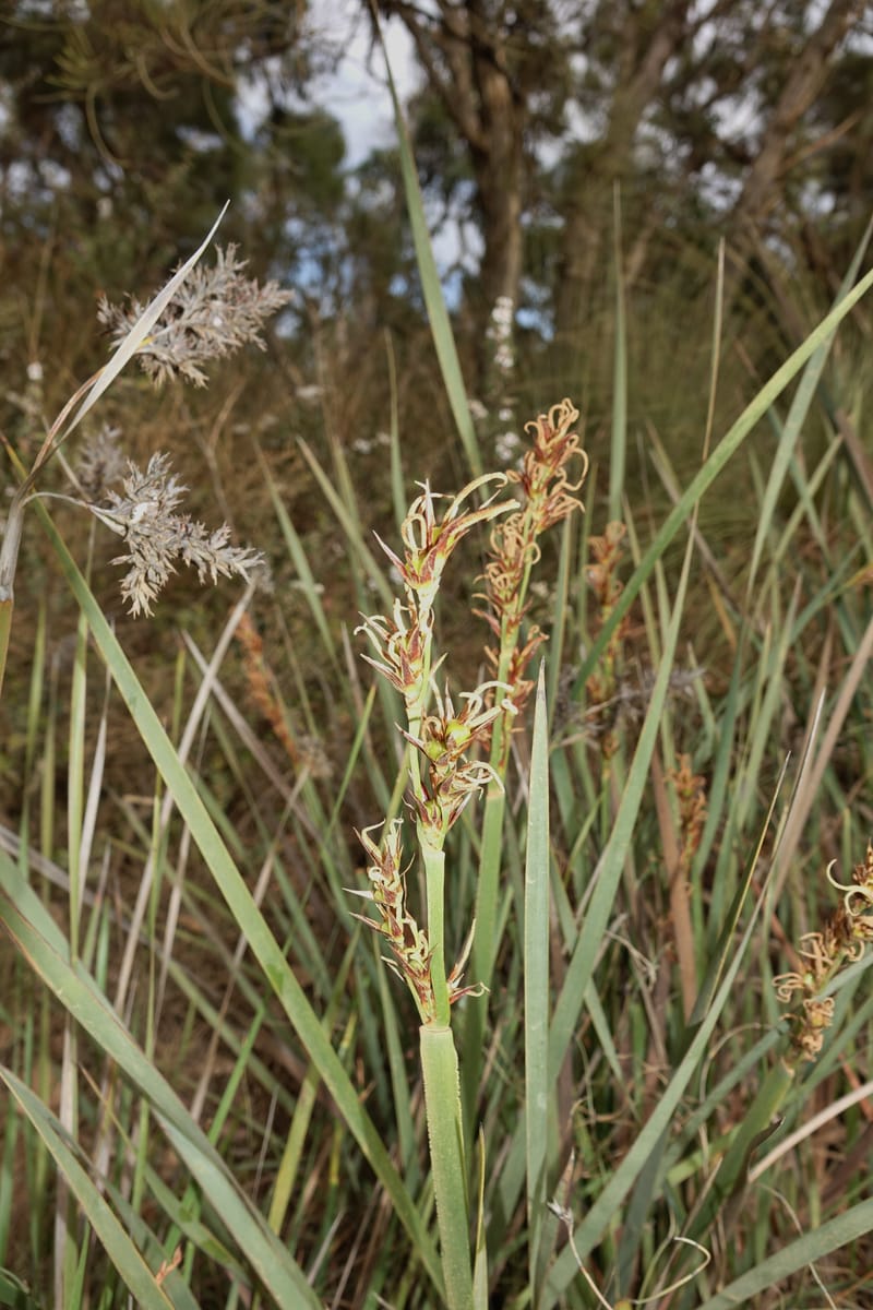 Anarthria scabra, Davidson, C 13484--Australia. W.A. Gull Rock Rd. 29 Oct 2016. DSC06220 (73).JPG