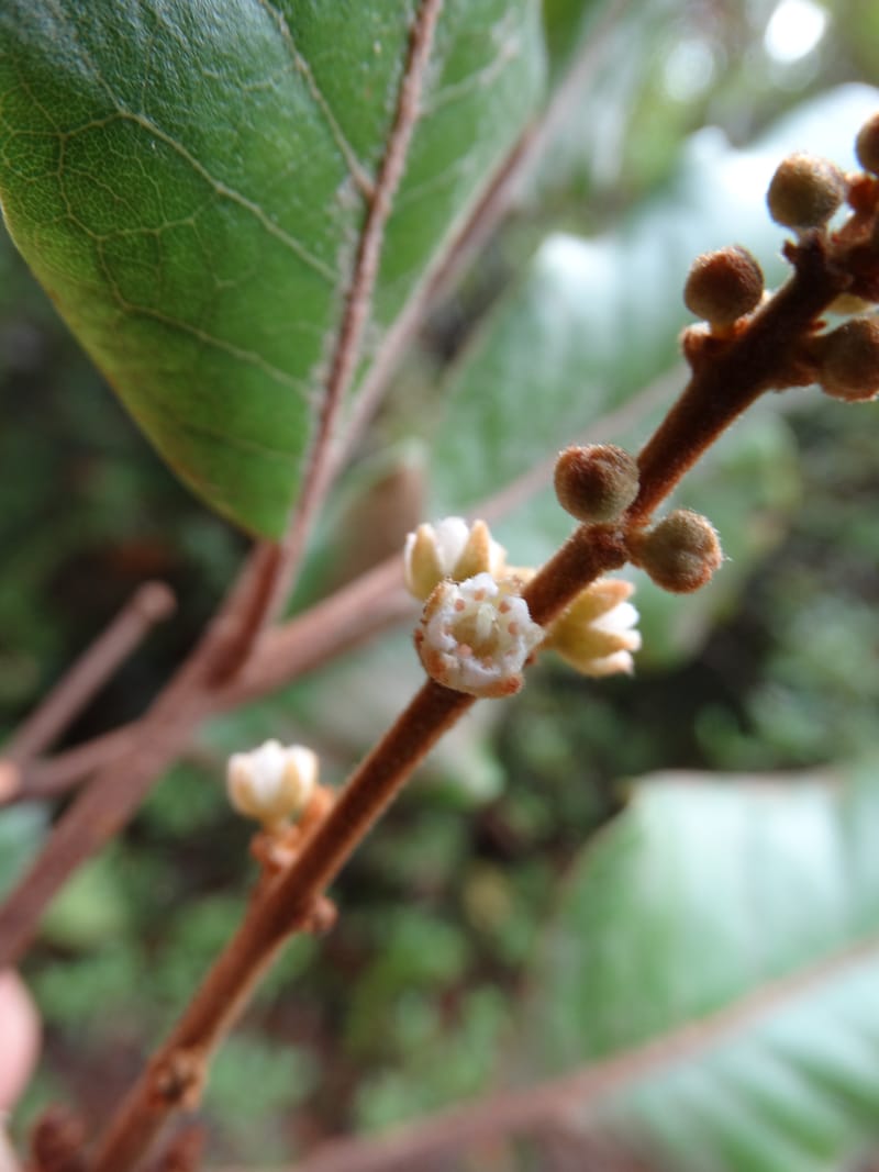Storthocalyx sordidus, Callmander, M 1230--New Caledonia. Haute Robinson. 11 Nov. 2015. DSC00909 (80).JPG
