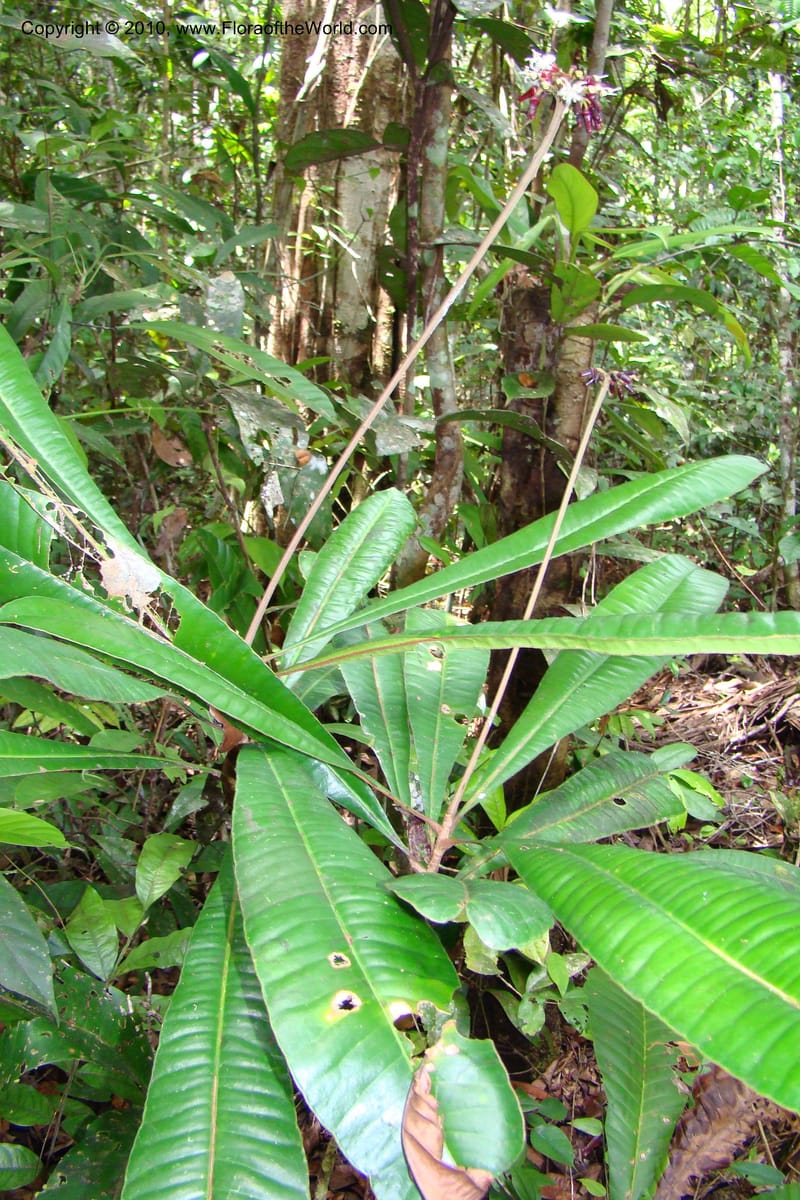 Angostura, RVasquez35042--Peru. Loreto. Dto. Iquitos. Res. Allpahuayo-Mishana. 19 Nov 08. 285.jpg