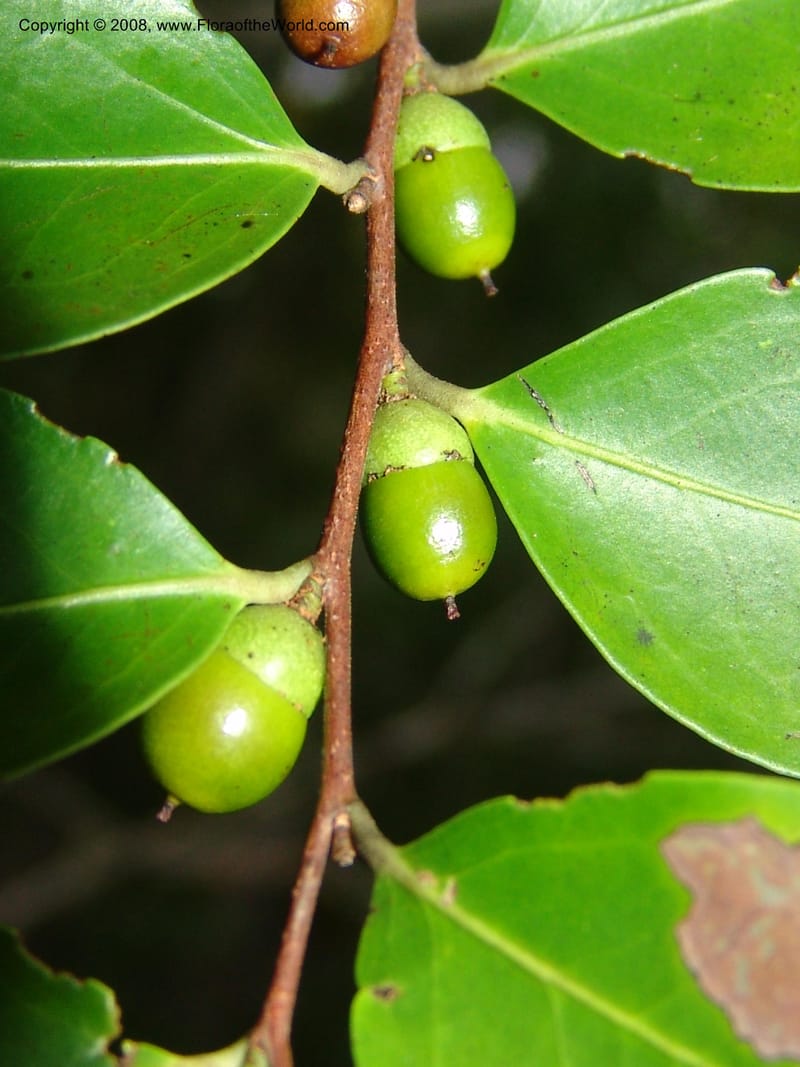 Diospyros, R.Ranaivojaona1382--Madag. Prov. Toliara. Mandena Centr. Res. Ecol. 18 Jan 06. 201.jpg