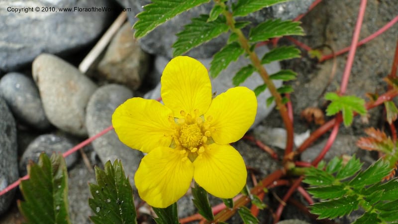Potentilla anserina, C. Davidson 11781--CA. Humboldt Co. Trinidad State Beach. 18 August 2010. 081 (21).jpg