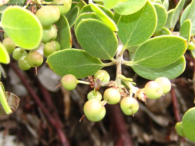 Arctostaphylos hookeri ssp ravenii, 80.0802--CA. UC Berkeley Bot. Garden. 31 May 07. 829.jpg
