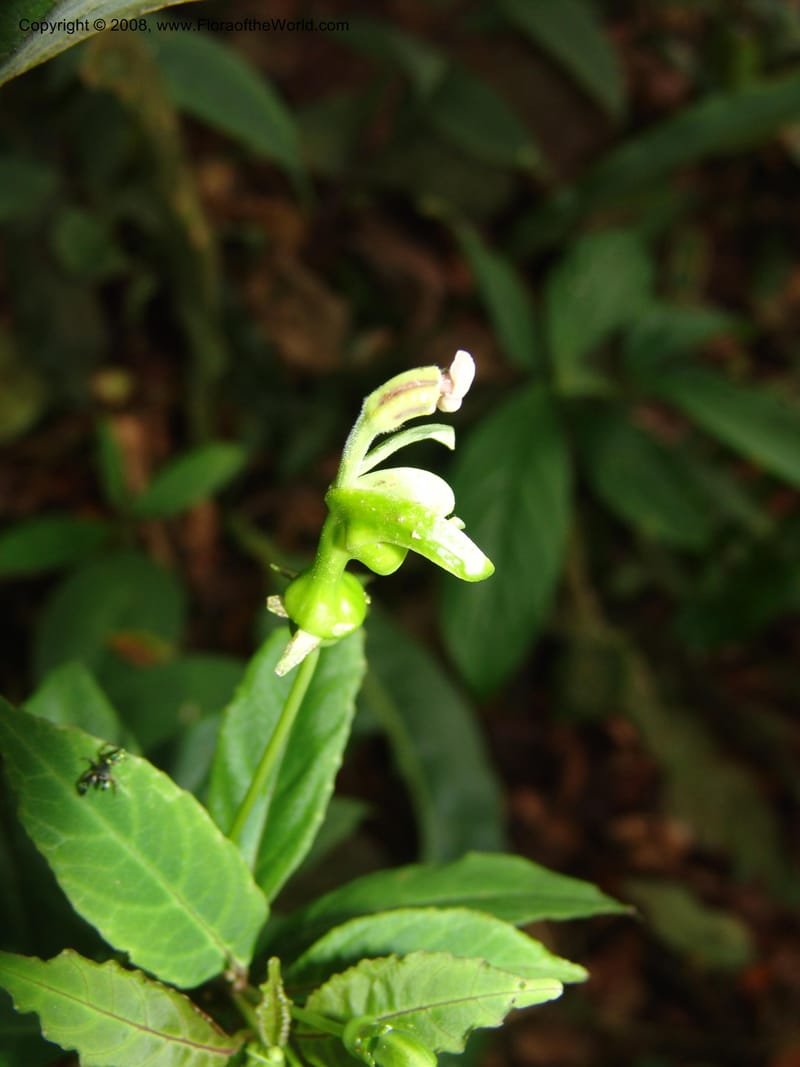 Burmeistera, Croat93550--Ecuador. Prov. Sucumbio. Jct w rd to San Rafael Falls. 18 Aug 04. 026.jpg