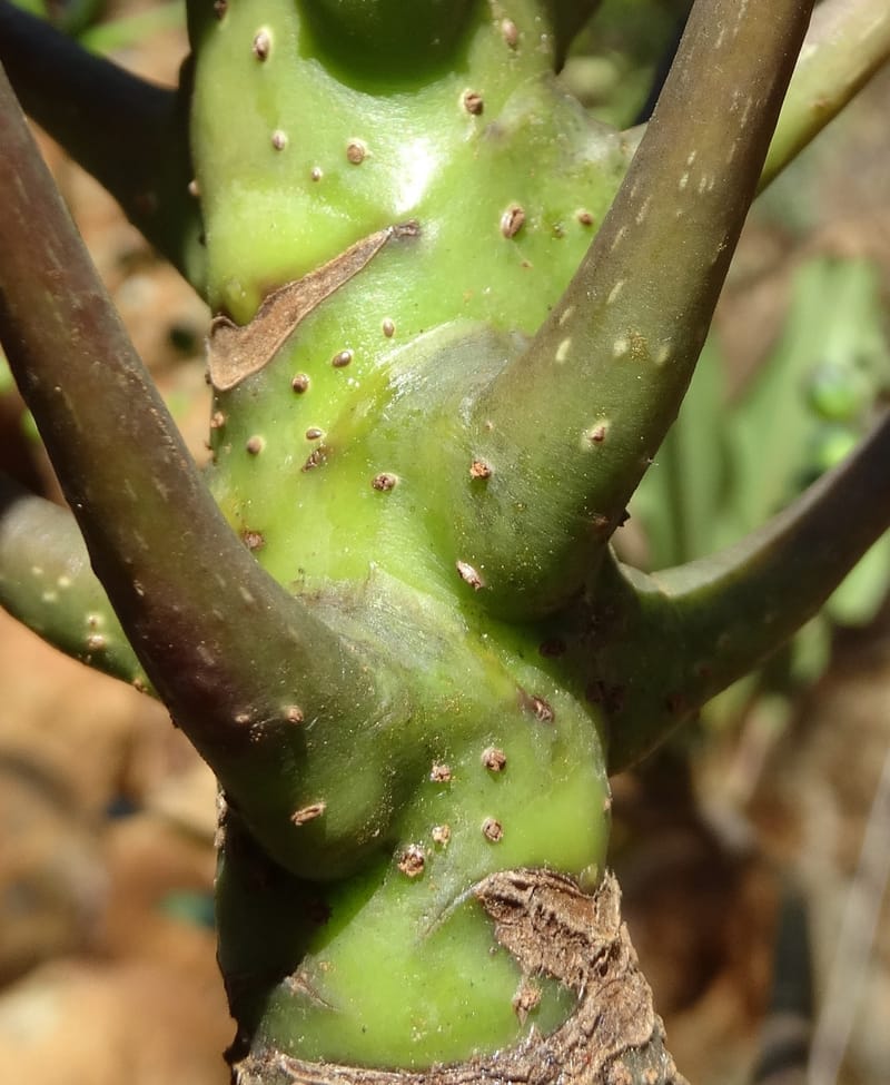 Plerandra polydactylis, Lowry, P 7420--New Caledonia. PinPin. 20 Nov 2015. DSC03938 (149).JPG