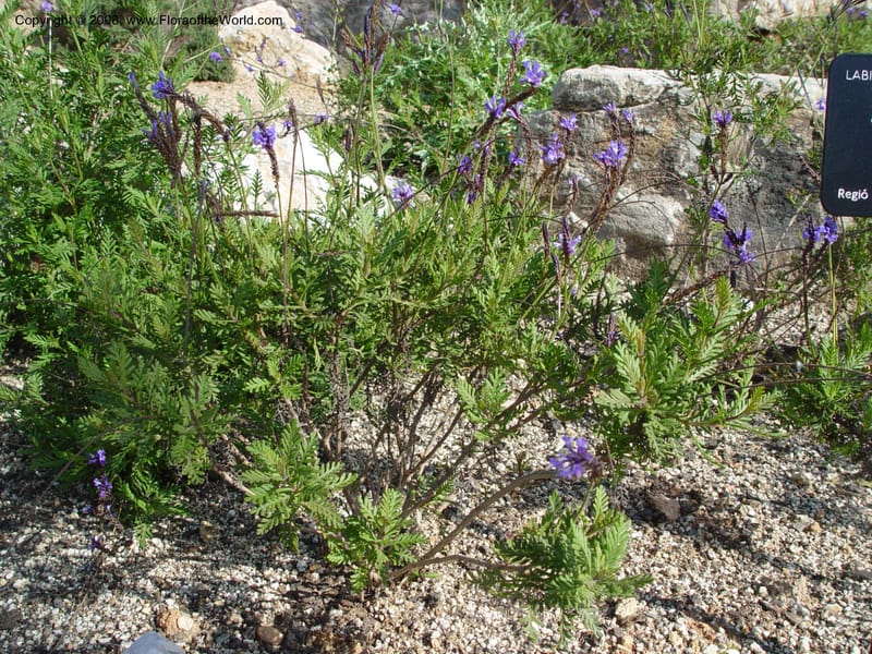 Lavandula multifida, 2003.0410--Spain. Barcelona Botanic Garden. 19 Apr 04. 148.jpg