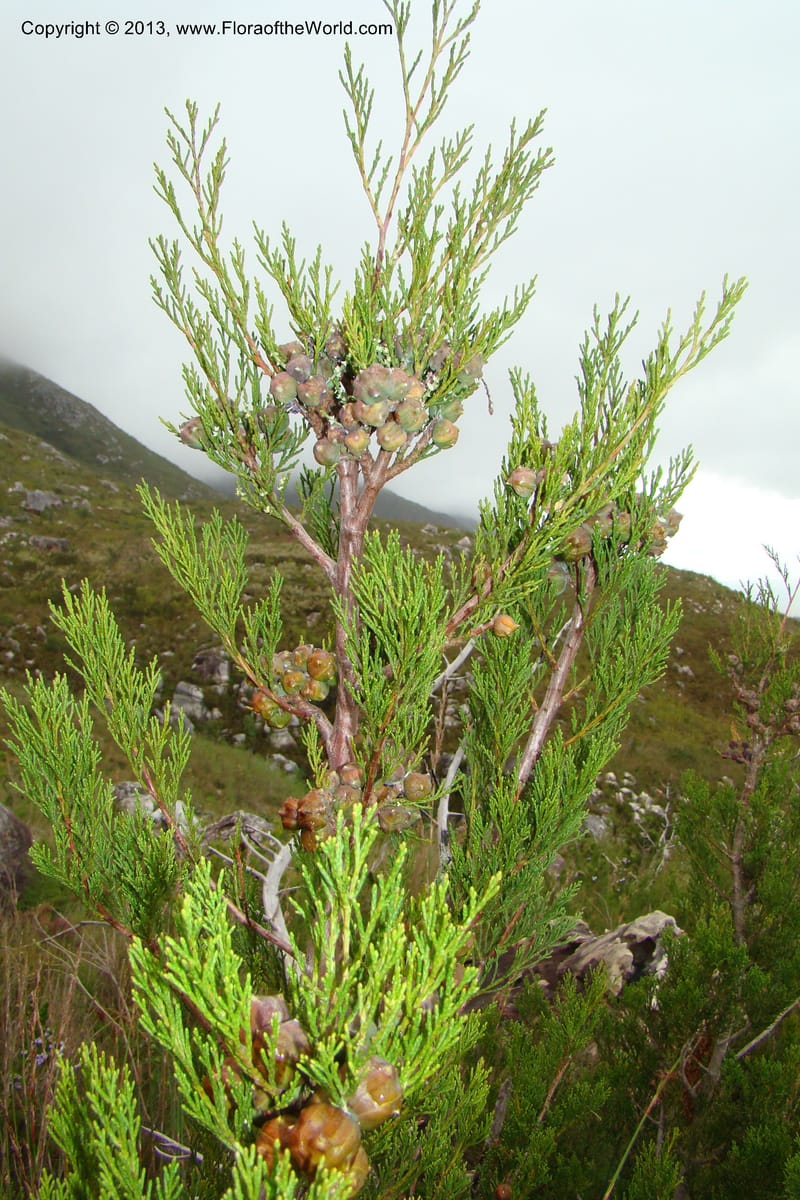 Widdringtonia nodiflora, C. Davidson 11500--South Africa. Marloth Nat. Res. Langeberg Mts. 22 Aug 09. 097 (4).jpg