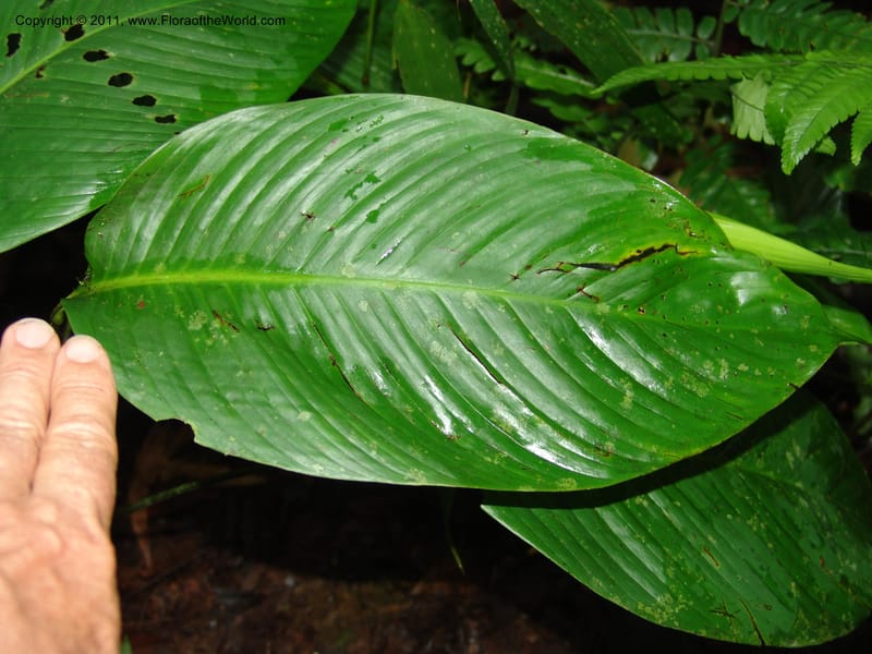 Spathiphyllum, RVasquez31588--Peru. Prov.  Oxa. Estac. Paujil. Camino  Pozo Tigre. 17 Oct 06. 373.jpg