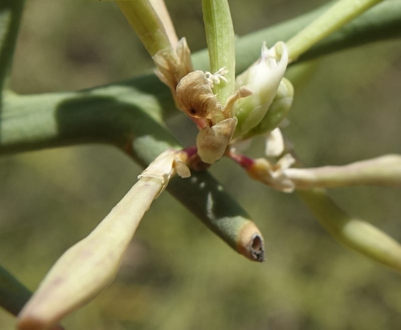 Bredemeyera colletioides, Fortunato 13068--Argentina. Hwy 60, rocky river channel. 3 Feb 2018. DSC08172 (64).JPG