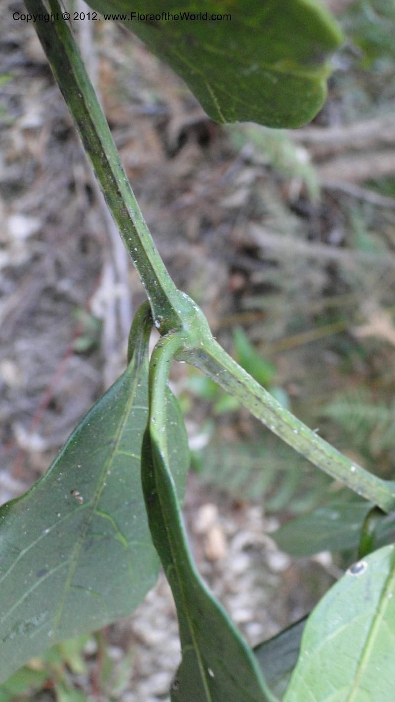 Mendoncia flagellaris, N. Manjato 188--Madagascar. E of Ambositra toward Antoetra. 2 May 2010 382 (5).jpg