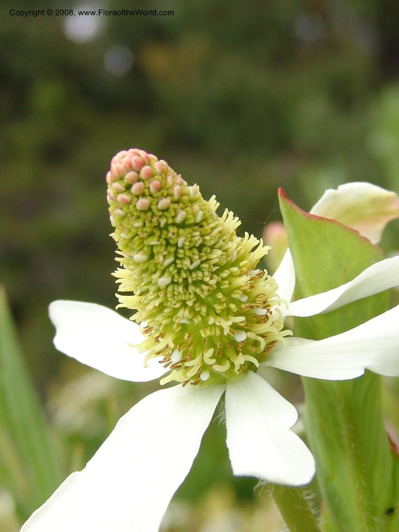 Anemopsis californica, 62.0082--CA. UC Berkeley Bot. Garden. 31 May 07. 870.jpg