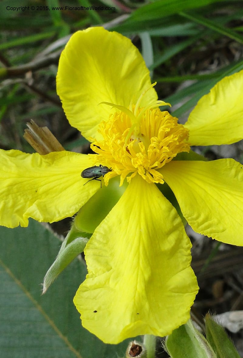 Dillenia hookeri, Regalado 1957--Viet Nam. Forest Block 19. 15 May 2011. 046.jpg