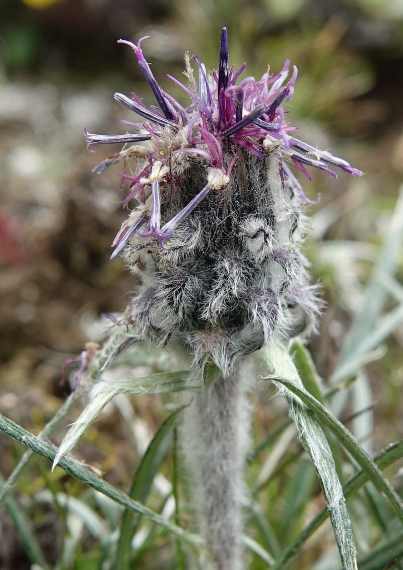 Saussurea graminea var. graminea, D. Boufford 44058--China. Sichuan. Zhe Duo Shan. 17 Aug 2017. DSC06717 (308).JPG