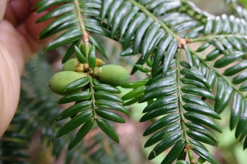 Torreya nucifera--Japan. Niigata. Trail along Sekikawa River. 29 May 2016. DSC05504 (116).JPG