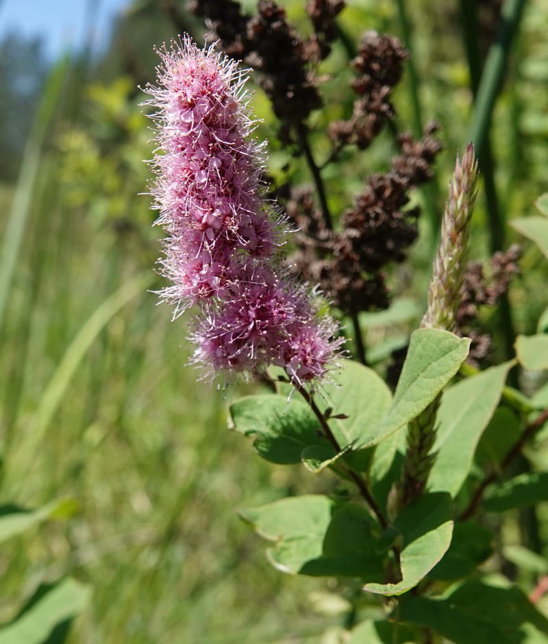 Spiraea douglasii var. menziesii, C. Davidson 13807--ID. Benewah Co. St. Joe R. Rd. Turtle Lake. 8 Jul 2018. DSC05829 (61).JPG