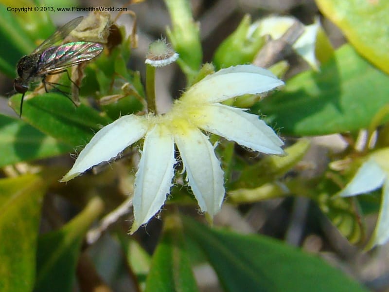 Scaevola montana--N.Caled. Parc Zool. & Forest., Noumea. 10 Nov 07. 016.jpg