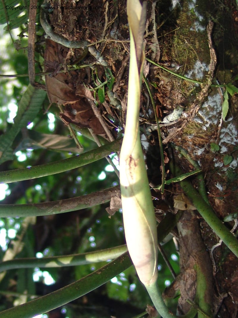 Philodendron attenuatum, Croat98778--Ecuador. Z.C. Margin of Rio Nangaritza. 17 Sep 07. 333.jpg