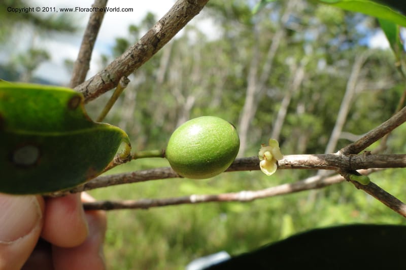 Garcinia, M. Tuiwawa 4947--Fiji. Nadarivatu Nature Reserve. 10 Feb 2011. 026 (223).jpg