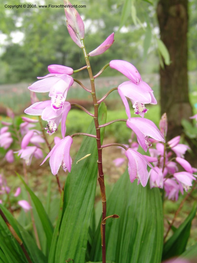 Bletilla striata, 040480401--China. Hubei. Wuhan Botanical Garden. 16 Apr 07. 179.jpg