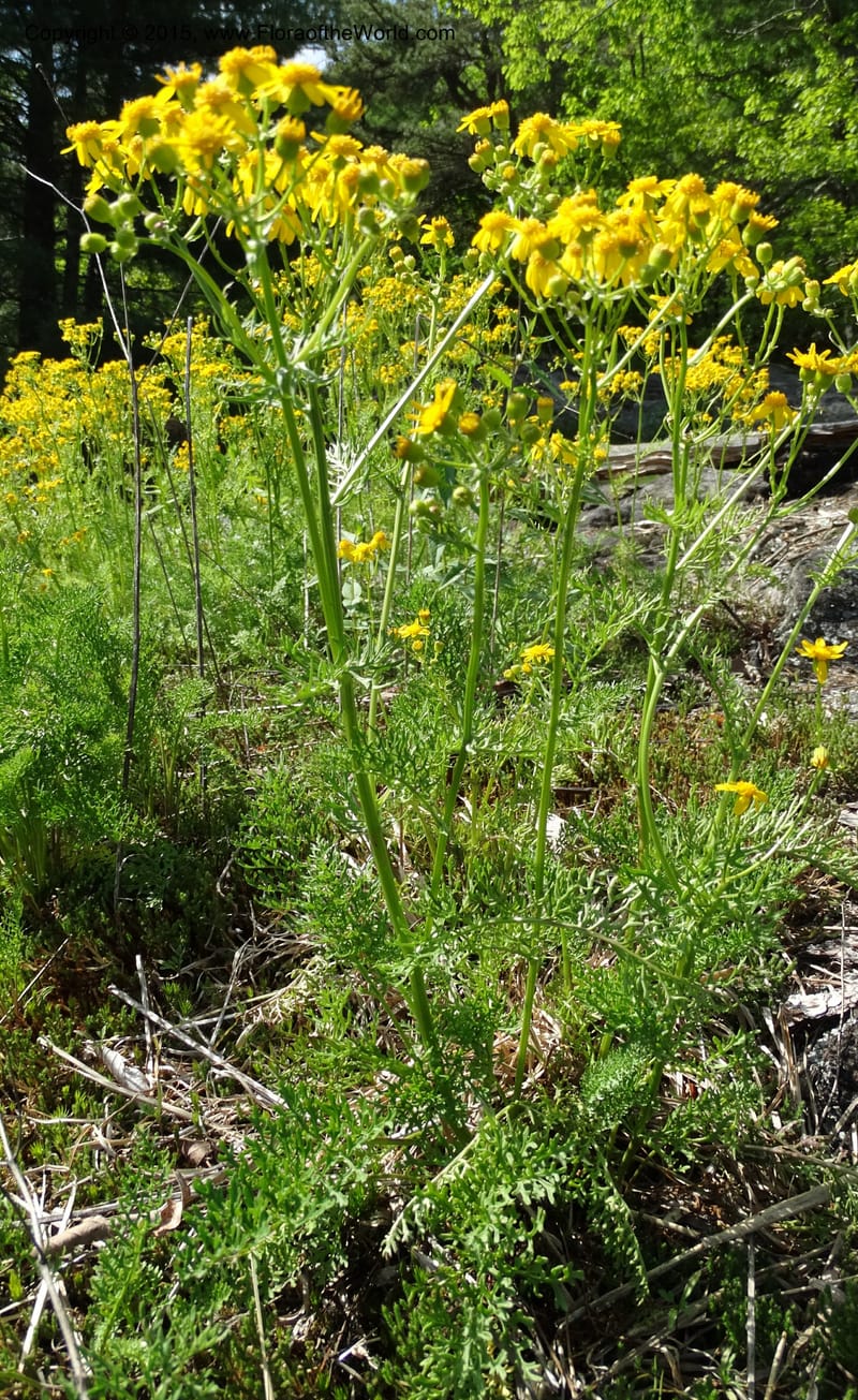 Packera millefolium, Davidson, C 13000--North Carolina. Macon Co. Slick Rock. 14 May 2015. DSC05505 (31).JPG