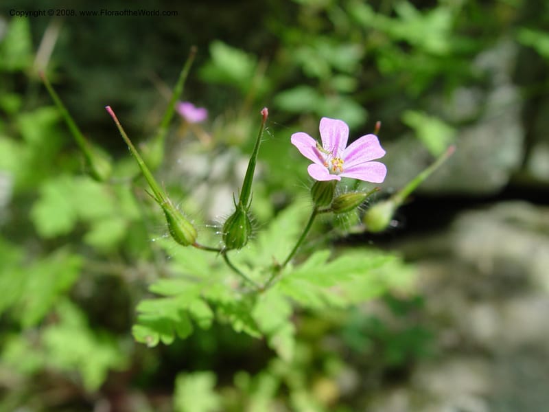 Geranium robertianum--CT. Near Ashley Falls. Bartholomew's Cobble. 28 Jun 03. 054.jpg