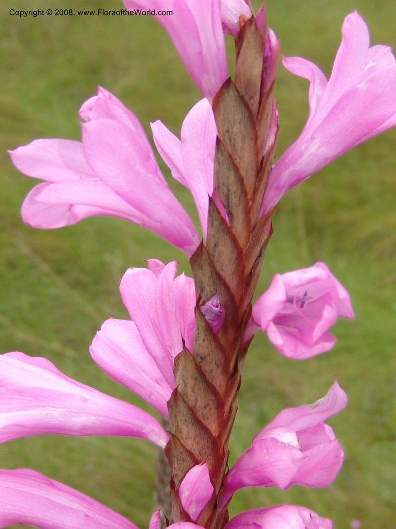 Watsonia densiflora--So.Africa. E. Cape. Umtamvuna Nat. Res. 11 Mch 05. 403.jpg
