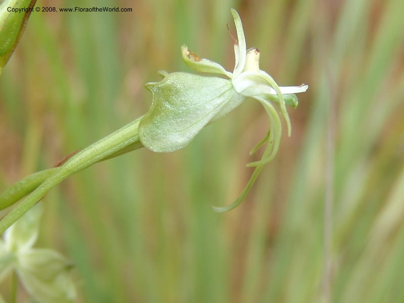 Habenaria--So.Africa. Mpumal. Moodie Mts.  18 Mch 05. 125.jpg