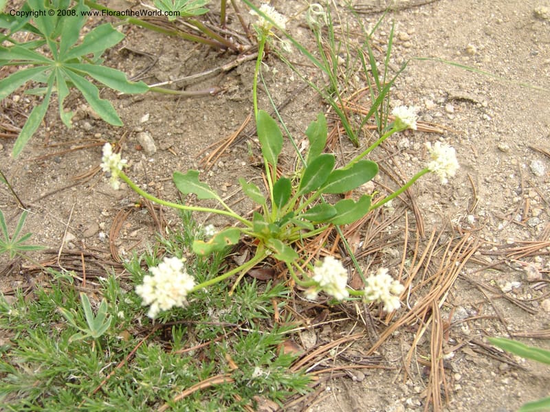 Eriogonum pyrolaefolium v. coryphaeum, CDavidson11099--ID. Valley Co. Top of Brundage Mtn.. 15 Jul 07. 001.jpg