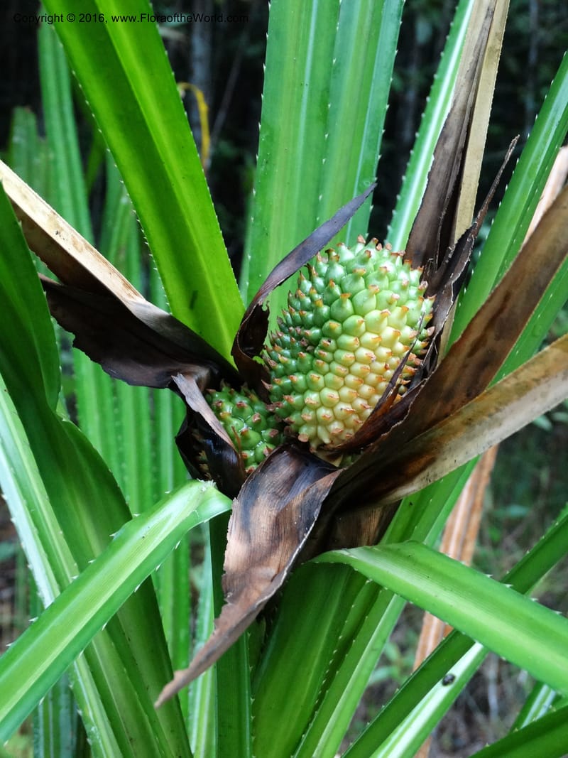 Pandanus borneensis, Callmander, M 1186--Sabah. G. Silam. 1 Oct 2014. DSC00937 (189).JPG