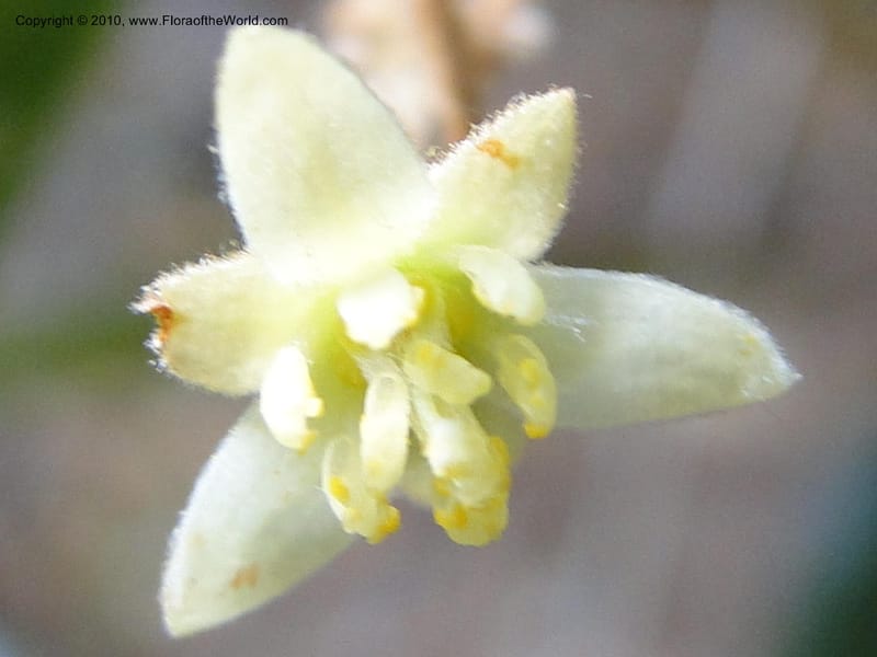 Persea palustris, Mori, S. 27409, USA, North Carolina, Pender Co., Hwy 117,3.9 miles N of Burgaw, 21 May 2010 (8).JPG