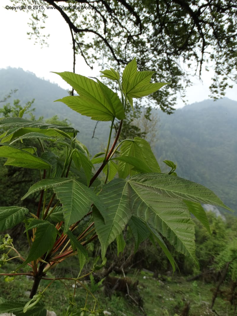 Acer, Boufford, D 43670--China. Sichuan. GuoBaYan, HanBaiYu Shan. 12 May 2014. DSC05373 (226).JPG