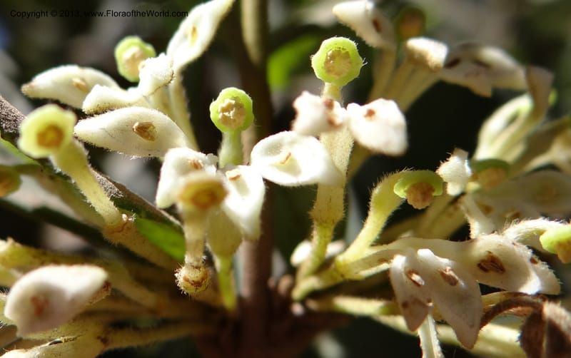 Lomatia dentata, W. D. Stevens 34157--Chile, PN Siete Tazas. 21 Feb 2013  99284 (13).JPG
