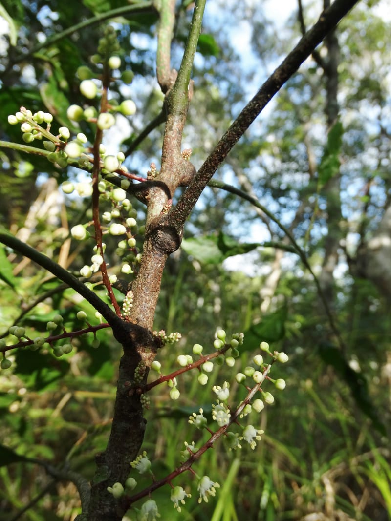 Cupaniopsis inoploea, Munzinger, J 7406--New Caledonia. Haute Robinson. 11 Nov. 2015. DSC00909 (522).JPG