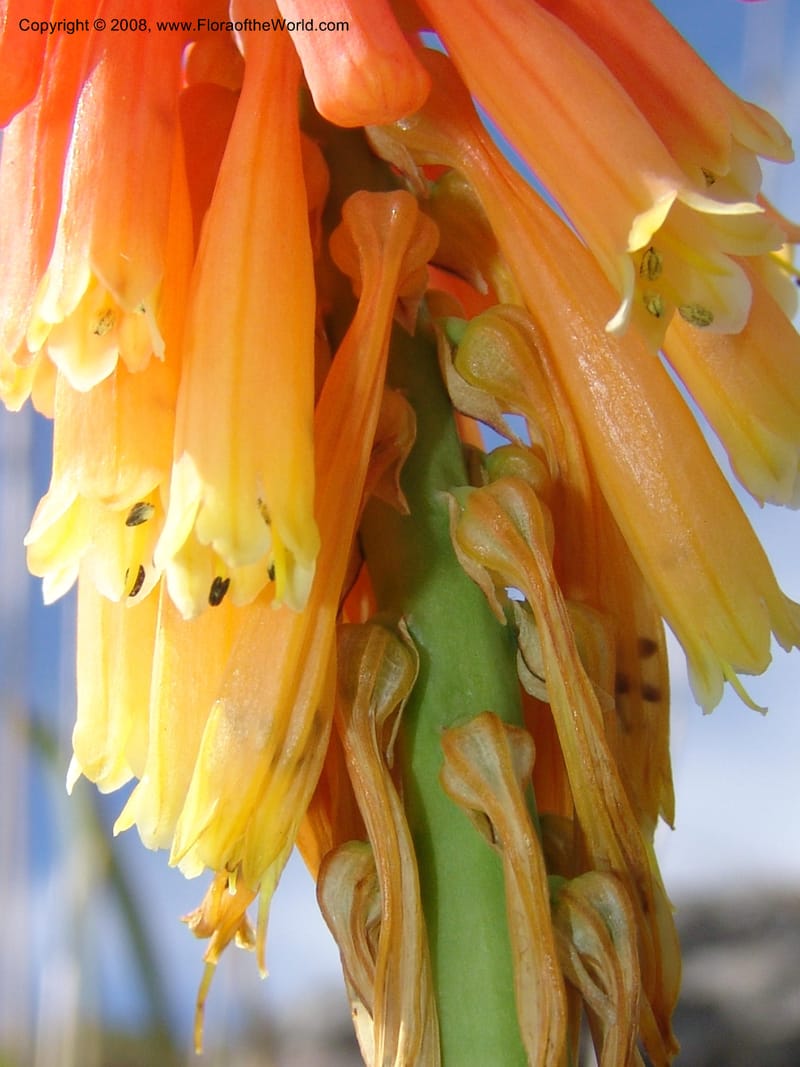 Kniphofia triangularis cf--So.Africa. E. Cape. Umtamvuna Nat. Res. 11 Mch 05. 125.jpg