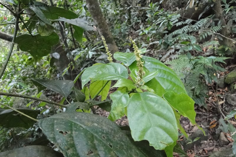 Cleidion, Regalado 1838--Viet Nam. Bach Maa. 9 May 2011. 058 (8).jpg
