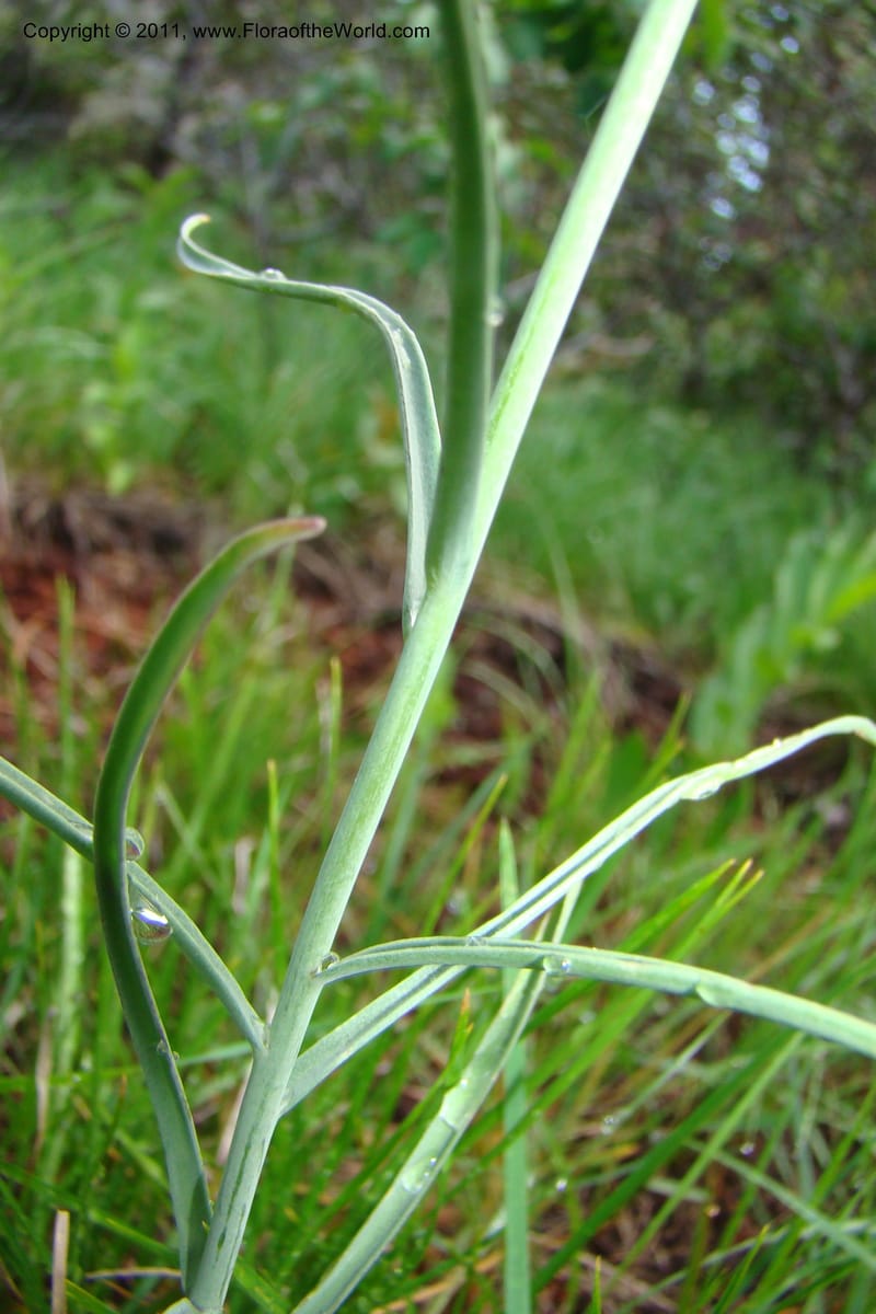 Fritillaria atropurpurea, C. Davidson 11437--Idaho. Valley Co. Payette Lake. Sylvan Beach. 7 June 2009. 031.jpg