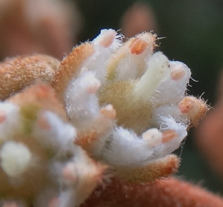 Storthocalyx sordidus, Callmander, M 1230--New Caledonia. Haute Robinson. 11 Nov. 2015. DSC00909 (92).JPG