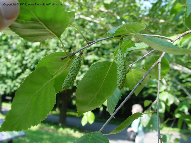 Betula jacquemontii--PA. Longwood Garden. 25 Jun 03. 092.jpg