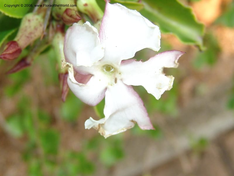Pachypodium saundersii--So.Africa. Lowveld Nat. Bot. Gard. 14 Mch 05. 268.jpg