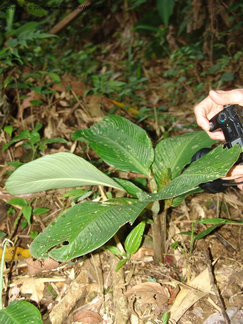 Calathea, RVasquez33009--Peru. Pillcopata. Qbda Pini Pini. 29 Oct 07. 893.jpg