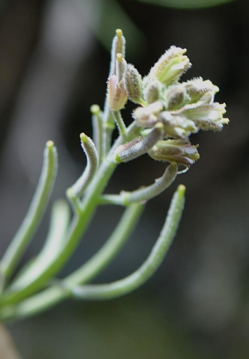 Arabis pycnocarpa var. pycnocarpa, D. Boufford 44001--China. Sichuan. Yibailingba-gou. 12 Aug 2017. DSC04660 (148).JPG