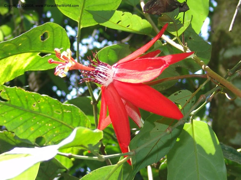 Passiflora coccinea, AAraujoM1261--Bolivia. Pq. Nac. Madidi. Chalalan. Send. Wabucuru. 30 Nov 04. 027.jpg