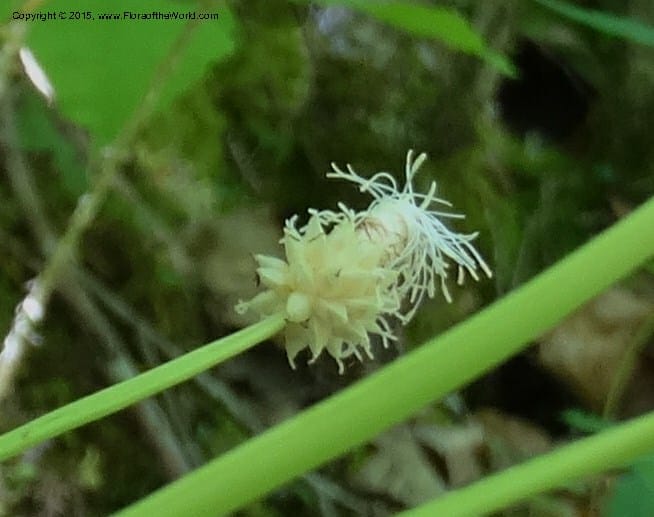 Cymophyllus fraserianus, Davidson, C 12984--North Carolina. Clay Co. Perry Gap Rd, Barnard's Cr. 13 May 2015. DSC04860 (61).JPG