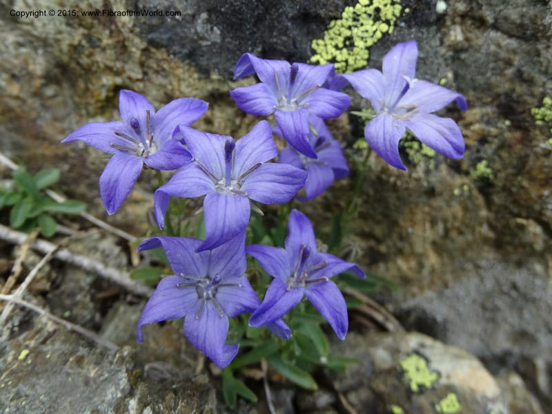 Campanula, Davidson, C 12592B--ID. Idaho Co. Seven Devils Camp Ground. 15 Jul 2014. DSC00113 (167).JPG