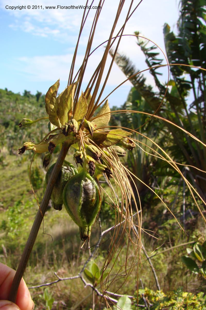 Tacca, Phillipson 6125--Madagascar. Prov. Fianarantsoa. Manombo Nat. Park. 13 Jan 09. 228.jpg