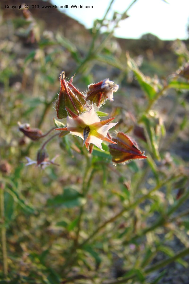 Trichodesma, C. Davidson 11554--South Africa. Northern Cape. Toward Gannabos. 25 Aug 09. 070 (2).jpg