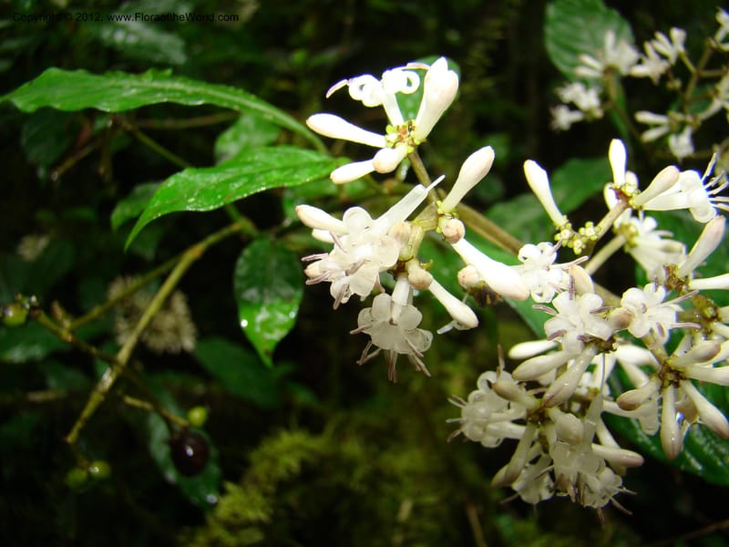 Psychotria, Gereau, R 7011--Tanz. Mbeya Rural Distr. Ngozi Crater. 26 Jan 08. 028.jpg