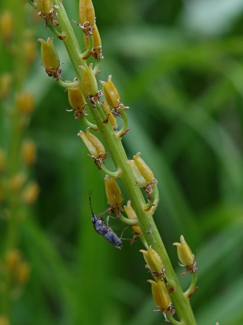 Japanolirion osense--Japan. Hokkaido. Teshio Exptl. For. 3 Aug 2016. DSC00757 (31).JPG