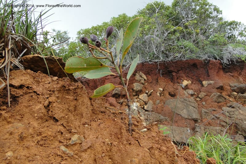 Syzygium kriegeri, J. Munzinger 6591--New Caledonia. Mine St. Louis Boulinda. 18 Feb 2011. 155 (4).jpg